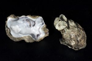 austernschalen hepar sulfuris