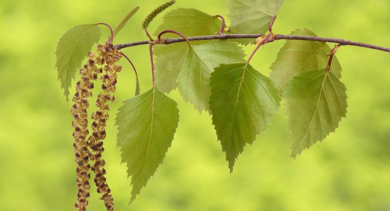 Hilfreiche Tipps gegen eine Pollenallergie