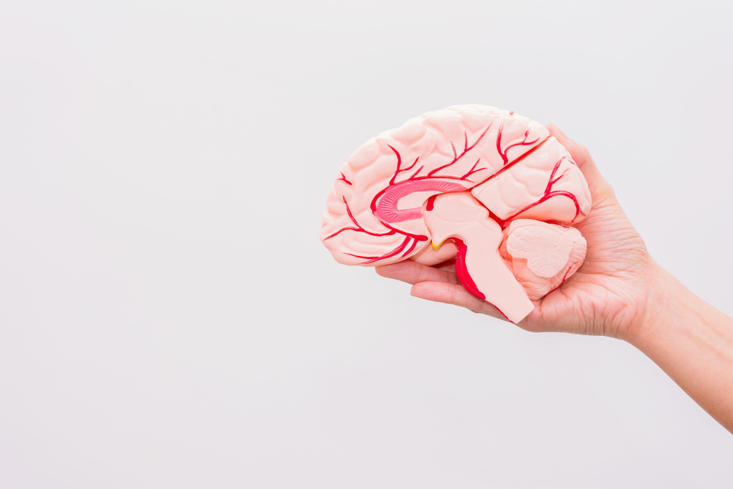 Grundlagenwissen zum Thema Zirbeldrüse (Epiphyse)