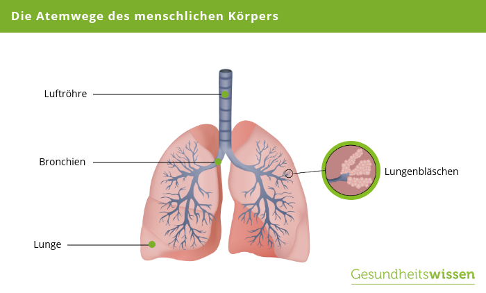 Die Atemwege des menschlichen Körpers