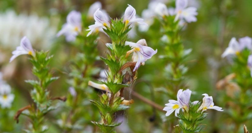 Euphrasia: Das Mittel bei Augenbeschwerden und Schnupfen