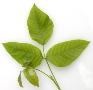 Giftsumach; Rhus toxicodendron