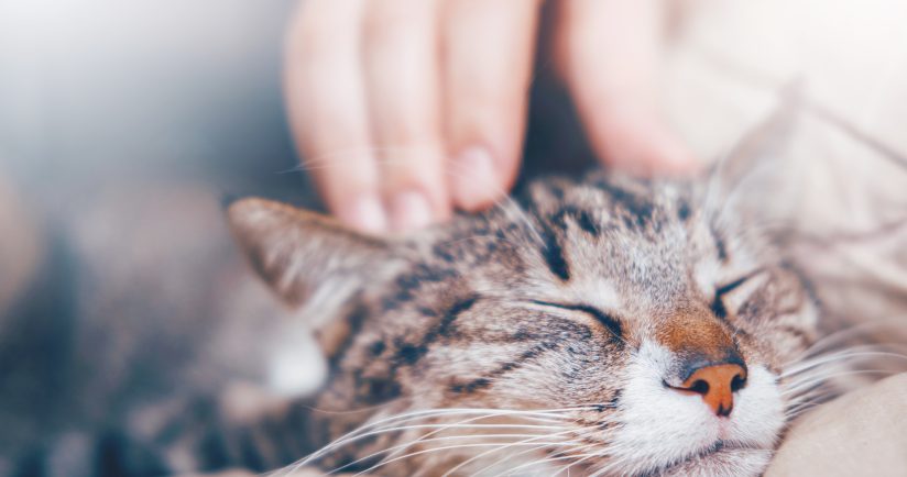 Katzenschnurr-Therapie wirkt auch bei Gelenkschmerzen