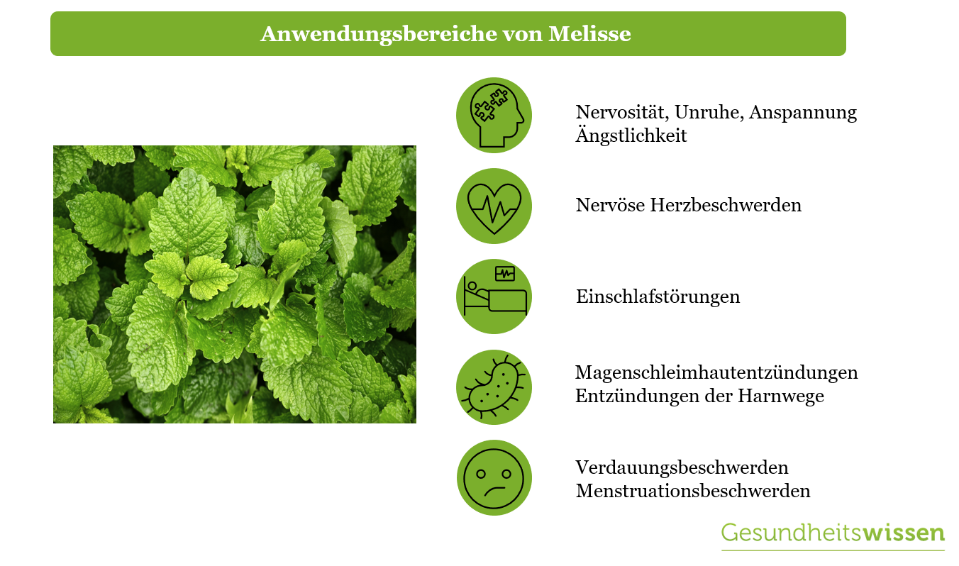 Für Was Ist Melisse Gut