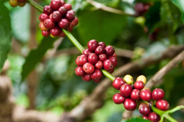 Kaffeepflanze mit Früchten Coffea