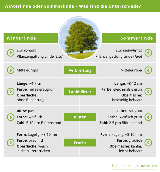 Unterschiede Zwischen Sommerlinde Und Winterlinde IVEWAP
